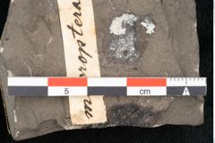 Foto (Detailansicht) von Carpinus macroptera Brongniart (NHMW-GEO-2024-0188-11431)